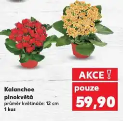 Kaufland Kalanchoe plnokvětá nabídka