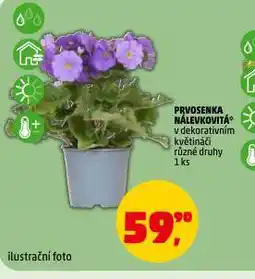 Penny Market Prvosenka nálevkovitá nabídka