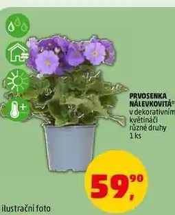 Penny Market PRVOSENKA NÁLEVKOVITÁ, 1 ks nabídka