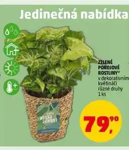 Penny Market ZELENÉ POKOJOVÉ ROSTLINY, 1 ks nabídka