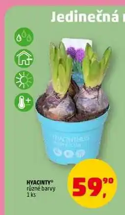 Penny Market HYACINTY, 1 ks nabídka
