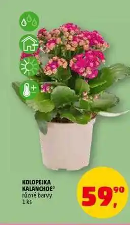 Penny Market KOLOPEJKA KALANCHOE, 1 ks nabídka