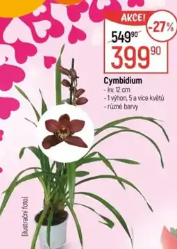 Globus Cymbidium nabídka