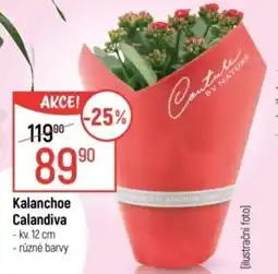 Globus Kalanchoe Calandiva nabídka