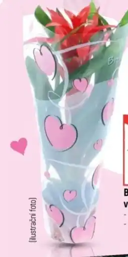 Globus Bromelia v okrasné fólii nabídka