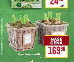 Billa Hyacinty v košíku 1ks nabídka