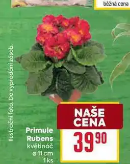 Billa Primule Rubens květináč 11 cm 1ks nabídka