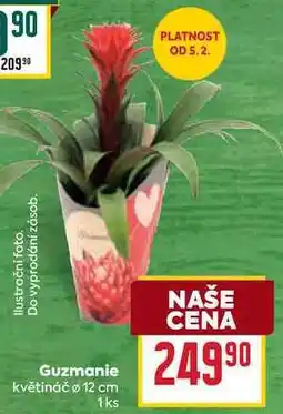 Billa Guzmanie květináč ø 12 cm 1ks nabídka