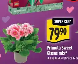Albert Primula Sweet Kisses mix 1 ks nabídka