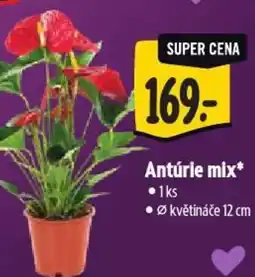 Albert Antúrie mix nabídka