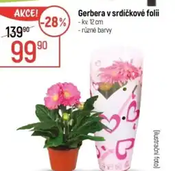 Globus Gerbera v srdíčkové folii nabídka