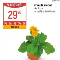 Globus Primula elatior nabídka