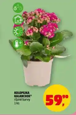 Penny Market Kolopejka kalanchoe nabídka