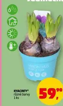 Penny Market Hyacinty nabídka