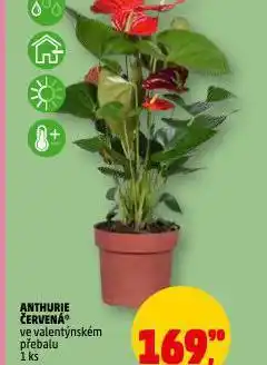 Penny Market Anthurie červená nabídka