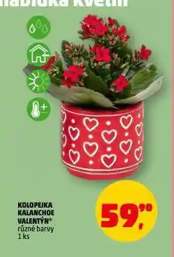 Penny Market Kolopejka kalanchoe valentýn nabídka