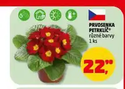 Penny Market Prvosenka petrklíč nabídka