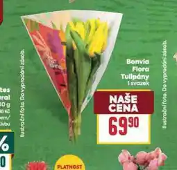 Billa Bonvia flora tulipány nabídka
