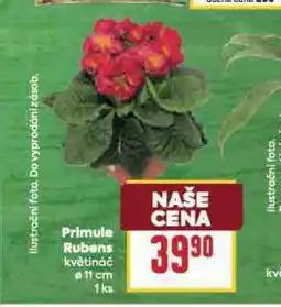 Billa Primule rubens nabídka