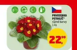 Penny Market PRVOSENKA PETRKLÍČ, 1 ks nabídka