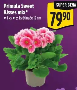 Albert Primula Sweet Kisses mix nabídka