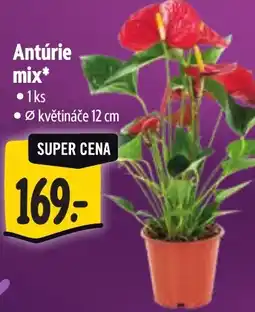 Albert Antúrie mix nabídka