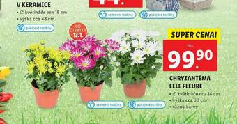 Lidl Chryzantéma elle fleure nabídka