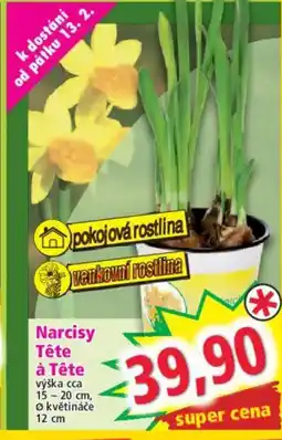 Norma Narcisy Tête à Tête nabídka