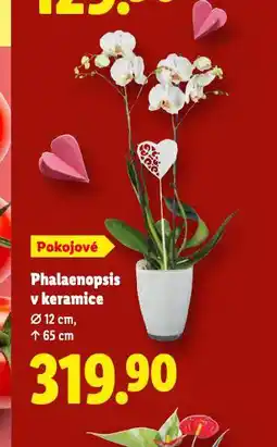 Lidl Orchidea - phalaenopsis nabídka