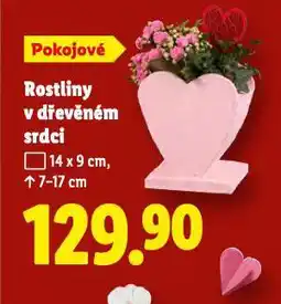 Lidl Rostliny v dřevěném srdci nabídka