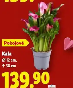 Lidl Kala nabídka