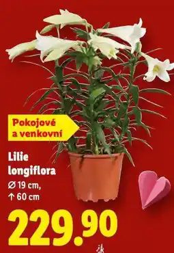 Lidl Lilie longiflora nabídka