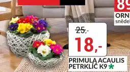 Baumax Primula acaulis petrklíč k9 nabídka