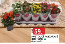 Baumax Kvetoucí pokojové rostliny nabídka