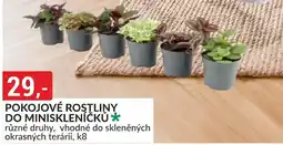 Baumax Pokojové rostliny do miniskleníčků nabídka