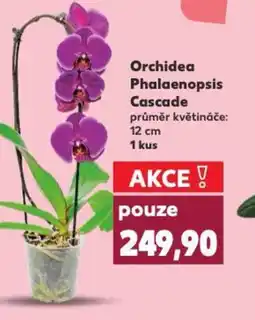 Kaufland Orchidea Phalaenopsis Cascade nabídka