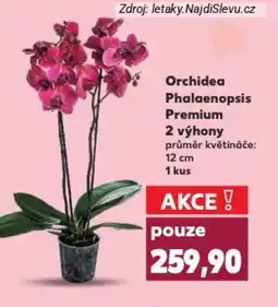Kaufland Orchidea Phalaenopsis Premium 2 výhony nabídka