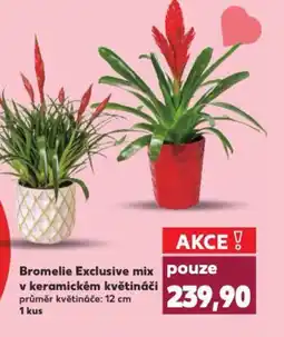 Kaufland Bromelie Exclusive mix v keramickém květináči nabídka