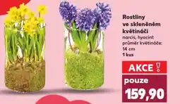 Kaufland Rostliny ve skleněném květináči nabídka