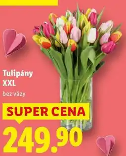 Lidl Tulipány XXL nabídka