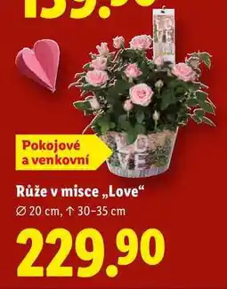 Lidl Růže v misce ,,Love nabídka