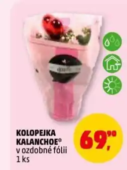 Penny Market Kolopejka kalanchoe v ozdobné fólii nabídka