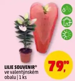 Penny Market Lilie souvenir nabídka