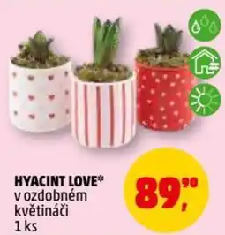 Penny Market Hyacint love nabídka