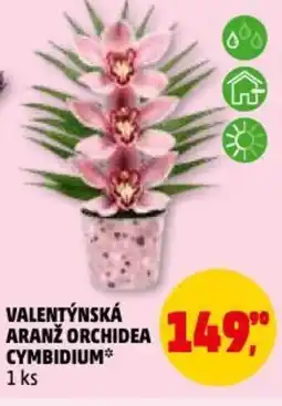Penny Market Valentýnská aranž orchidea cymbidium nabídka