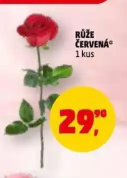 Penny Market Růže červená nabídka