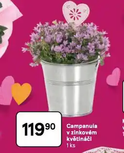 Tesco Campanula v zinkovém květináči nabídka