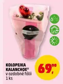 Penny Market Kolopejka kalanchoe nabídka