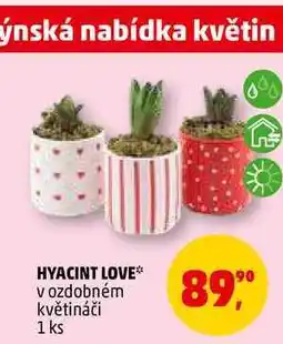 Penny Market HYACINT LOVE, 1 ks nabídka