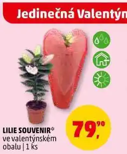 Penny Market LILIE SOUVENIR, 1 ks nabídka
